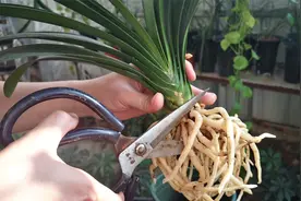 烂根的君子兰如何处理？只需4步，一看就会！视频封面