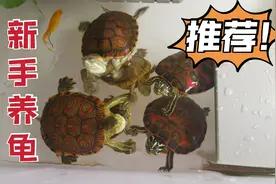 这5种龟，便宜好养互动性又好！最适合新手养啦！视频封面