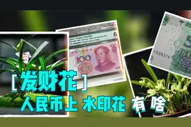 人民币正面印有6种花卉，牡丹花可没入选呦视频封面