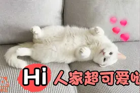 小白猫的可爱睡姿，萌萌哒的样子，太可爱了视频封面