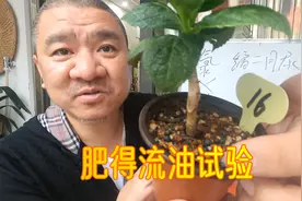绣球花苗怕不怕“肥得流油”？史丹利三安中氯黑颗粒复合肥实验视频封面