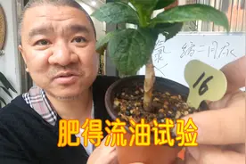 绣球花苗怕不怕“肥得流油”？史丹利三安中氯黑颗粒复合肥实验视频封面