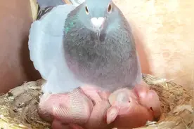 小鸽子养多久可以下蛋?一年可以孵多少窝？农村大叔告诉你真相