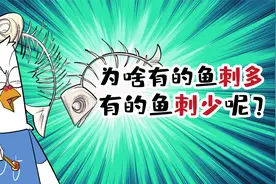 为啥有的鱼刺多？有的鱼刺少？