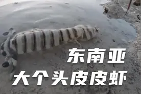 三两一只的皮皮虾，东南亚海边特有的斑马皮皮虾，一只能干两碗饭