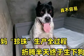 狗妈“珍珠”生产全过程，折腾半天终于生下狗崽，看着就难受！视频封面
