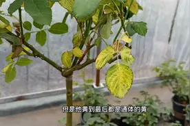 月季从底部开始黄叶，大概率是这个原因导致，天热了要留意