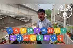 今天不种花改种蒜？石蒜种球怎么种植和养护？老花医寄养实录视频封面