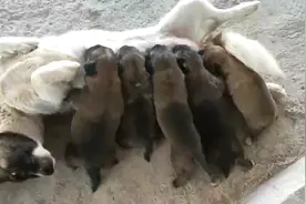 狗妈妈翻转身体，正在胡吃海塞的5只小奶狗遭殃了，被甩空心跟斗视频封面