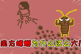 为什么南方蟑螂长得比北方蟑螂大？除了体型大，还会飞起来吓人！