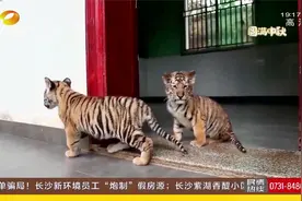 游客突破1万人次！来长沙县三珍虎园，体验与幼虎亲密接触！