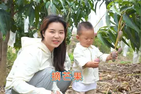 水果王子小十一，又去果园视察工作，走哪儿都有人为他服务