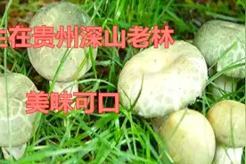 今天给大家介绍我们贵州的野生食用菌，几十个品种，可惜没能找全视频封面