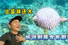 《印尼·巴布亚》第6集：听说这刺豚含有剧毒，能吃吗？在线等