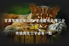 江西发现罕见物种山彪，老虎见了都忌惮三分，它究竟有多可怕？视频封面