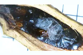 槟榔加烟法力无边？该醒醒了，看看显微镜放大后，是什么样子视频封面