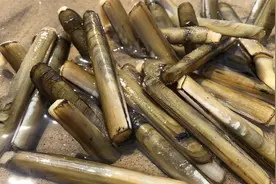 方赶海挖蛏子有妙招，小倪连抓2小时没挪窝，竹蛏一个个送上门视频封面