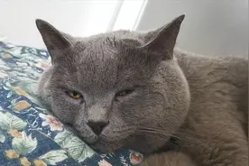 铲屎官家里的猫咪跟狗狗的作息时间有何区别，一起来看看吧