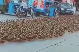 河南大爷带鸭子过马路 密密麻麻一大群看呆路人 网友：完了堵鸭了视频封面