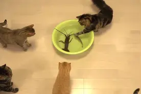 真给猫界丢脸，龙虾把猫咪吓跑了，这猫够怂的了视频封面