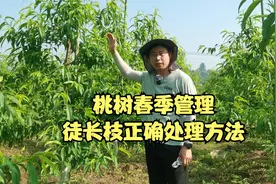 桃树春季管理要点：不同生长部位的春梢徒长枝，该如何正确处理？视频封面