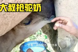 你知道生喝骆驼的奶是什么感觉么？看这少妇的表情像是芥末上头！视频封面