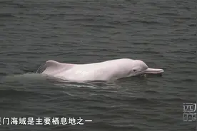 1765年首次发现，中华白海豚栖息在厦门海域，被称为“海上国宝”视频封面