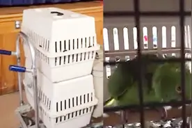 “戏精”鹦鹉模仿婴儿啼哭引起主人注意 哭声逼真网友都自愧不如