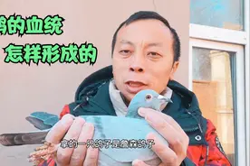 大铭鸽的血统，是怎样形成的，我说完你就明白！视频封面