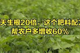7天生根20倍，这个肥料配方帮农户多增收60%视频封面