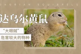 被称为“大眼贼”的啮齿类动物