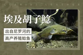 埃及胡子鲶——出自尼罗河的高产养殖鲶鱼视频封面