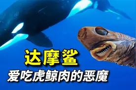 吃虎鲸的肉，喝大白鲨的血，以所有海洋动物为食的恶魔——达摩鲨视频封面