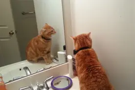 千万不要让猫咪照镜子，不然它将无法自拔，镜头记录搞笑全过程视频封面