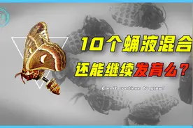 如果我们将10个蛹切开，并混合全部液体，还有可能发育出蝴蝶吗？视频封面