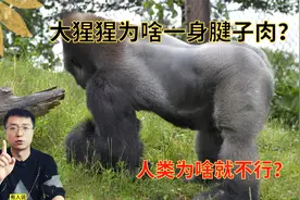 大猩猩吃素还不锻炼，为什么一身健壮的肌肉？为啥近亲人类不行？视频封面