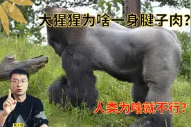 大猩猩吃素还不锻炼，为什么一身健壮的肌肉？为啥近亲人类不行？视频封面