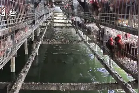 水面上的养鸡场，上面养鸡，下面养鱼，这种养殖方式你赞同吗？视频封面