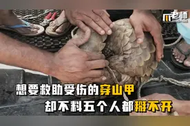 想要救助受伤的穿山甲、却不料五个人都掰不开、防御能力太强了