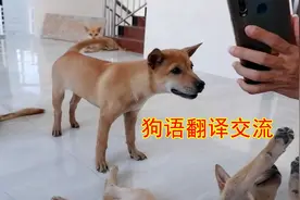 主人用狗语翻译器和狗狗交流沟通，狗狗竟然听懂了，真的神奇视频封面