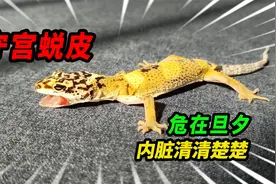 饿了48天的豹纹守宫竟然蜕皮了，直接人工蜕皮爽翻天，这是真解压视频封面