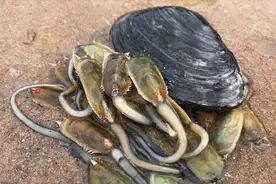 海豆芽原来是动物，小斗抓完海豆芽回家直接爆炒，连吃4个煎饼！