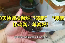 比鸡粪、羊粪好？60天快速自制“纯磷肥纯钾肥”，方法简单不会臭视频封面