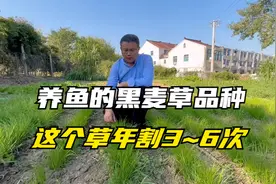养鱼用的黑麦草，产量高，适口性好，鱼吃了好消化，南北方都好种视频封面