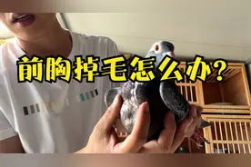 鸽子前胸掉毛，做体外虫和螨虫都不见好？这是鸽子发出的求救信号视频封面