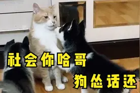 社会你哈哥，狗怂话还多视频封面
