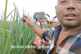 农民鲁智深的大葱长势喜人，高度都在1米左右，父子今天真高兴