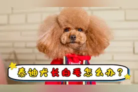 泰迪犬长白毛怎么办？视频封面