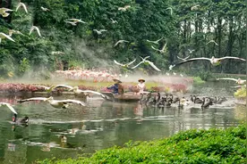 国家级保护动物，你都认识几个？