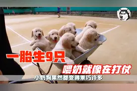 狗狗一胎生下9只狗宝宝，喂奶就像在打仗，真担心把主人吃穷啊视频封面